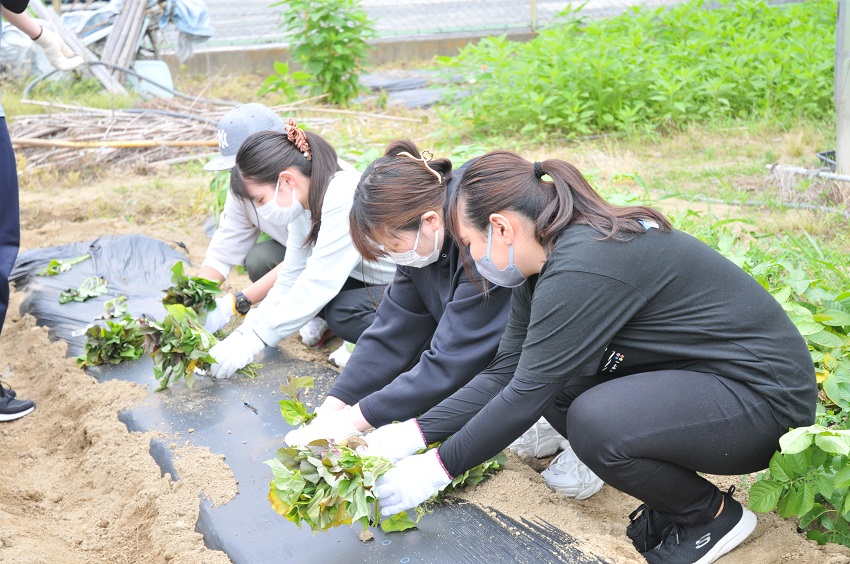 ボランティア部】東大阪の農地で「商酎」の安納芋の苗植えをしました！ | NewsTopics | 大阪商業大学 課外活動