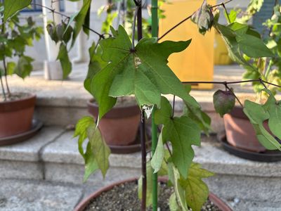 IMG_0033.JPG