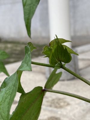 IMG_2448resize.jpg